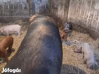 แม่สุกร, หมู — รูปภาพ 4