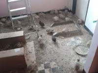 Quails — 照片 3
