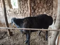 Ovan, Edilbay sheep — fotografija 4