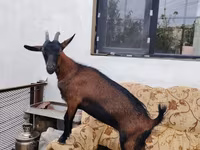 بز ماده, بز — عکس 2
