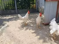 Leghorn — foto 1