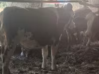 Krava, Russian Black pied cattle — fotografija 1