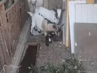ஆண் வெள்ளாடு, Dutch Landrace goats — புகைப்படம் 3