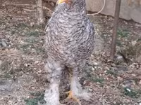 Brahma — foto 2