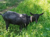 ছাগী, ছাগল — ছবি 2