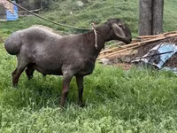 Montone, Arashan sheep — foto 3