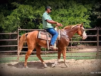 اسب نر, American paint horse — عکس 4