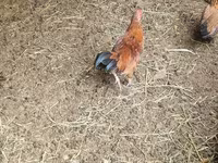 Chickens — foto 1