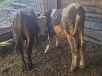 Бик, Swiss cattle — снимка 4