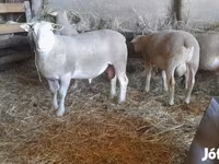 Wad, Sheep — sawirka 2