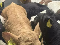Bovine (lot, sex nespecificat), Bovine — foto 3
