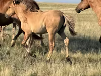 Cavallo, Bashkir horse — foto 7