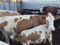 Kuh, Simmental cattle — Foto 3