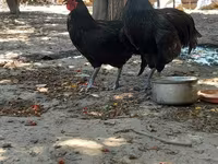 Australorp — foto 3