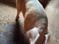 Cinghiale, Maiali — foto 3