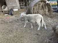 Beran, Merino sheep — foto 3