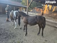 Kůň, Welsh Cob — foto 5