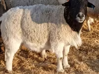 قوچ, Dorper sheep — عکس 1