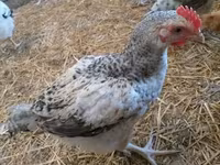 Chickens — تصویر 4