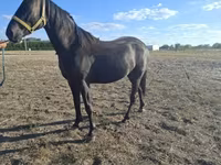 Kůň, Nonius horse — foto 5