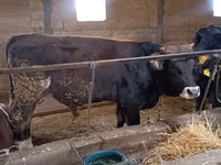 Bulle, Swiss cattle — Foto 3