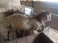 Montone, Rhon sheep — foto 3