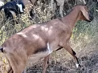 Capră, Nubian Goat — foto 4