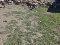 แกะตัวผู้, Hissar sheep — รูปภาพ 2