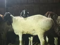 قوچ, Hissar sheep — عکس 2