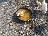 Ducks — Foto 2