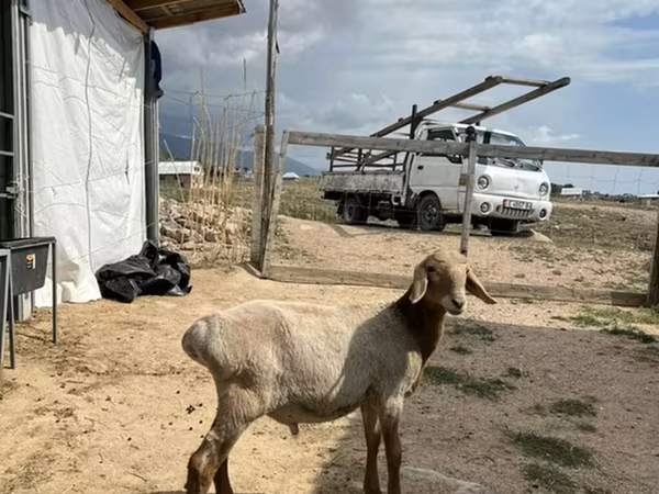 公山羊, Goats