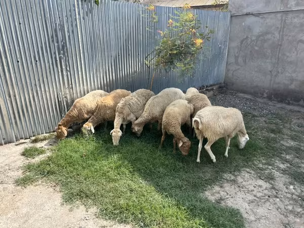 Owce (partia, płeć nieokreślona), Owce