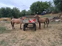 Kůň, Koně — foto 2