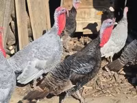 Turkeys — sawirka 2