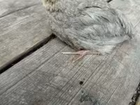 Quails — foto 4