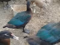 Ducks — foto 5