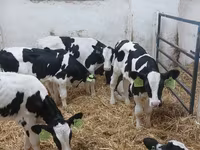 گاو نر, Russian Black pied cattle — عکس 2