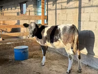 Mucca, Blu Belga — foto 3