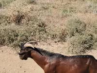 بکرا, Nubian Goat — تصویر 5