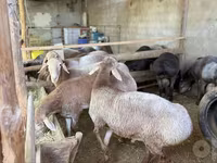 Biri-biri (lot, jantina tidak dinyatakan), Arashan sheep — foto 4