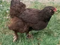Brahma — foto 7
