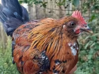 Chickens — الصورة 2