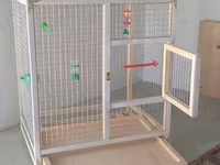 Papuqay,dovşan,hamster,şinşila,bildirçin,cücə,xamyak,pişik,quş,tısbağa — fotografija 3