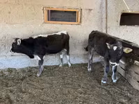 گاو نر, نژاد آلتائو — عکس 7
