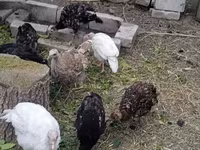 Turkeys — sawirka 3