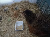 Chickens — புகைப்படம் 2