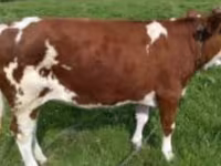 Kuh, Swiss cattle — Foto 2