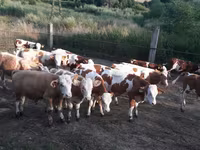 Býk, Simmental cattle — foto 4