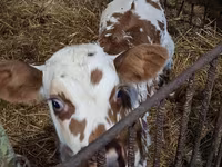 Lembu betina, Charolais cattle — foto 6