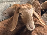 Pecora, Arashan sheep — foto 5